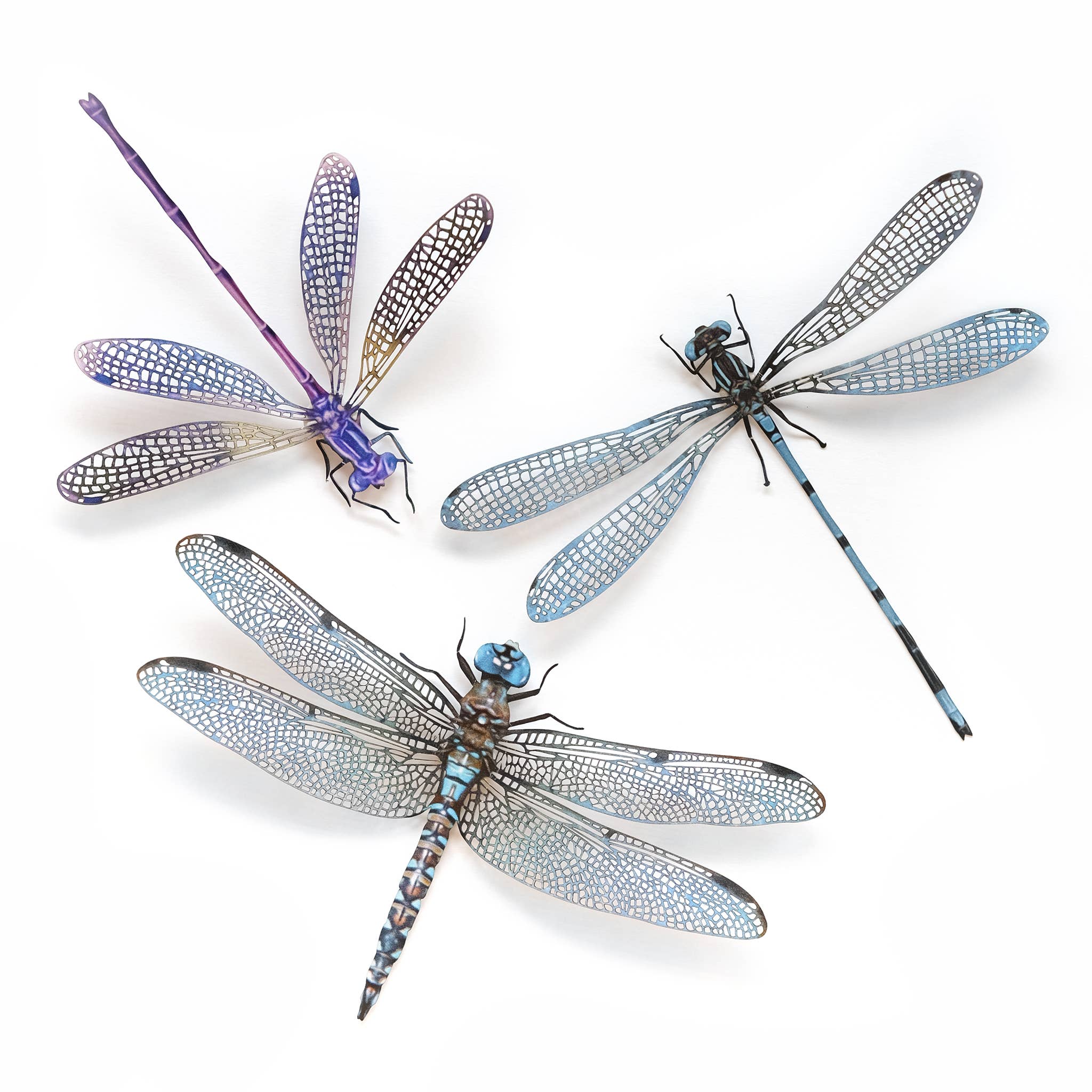 Aerial Dragonfly 3pc Laser Cut Specimens