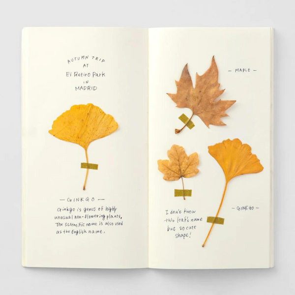 025 MD Paper Cream | Traveler's Notebook Regular Refill