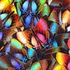 Holographic Daggerwing & Blue Buckeye Butterfly Sticker Set