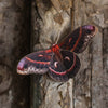 Autumn Cecropia Moth Laser Cut Specimens