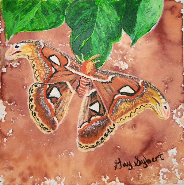 Encre brune Atlas Moth