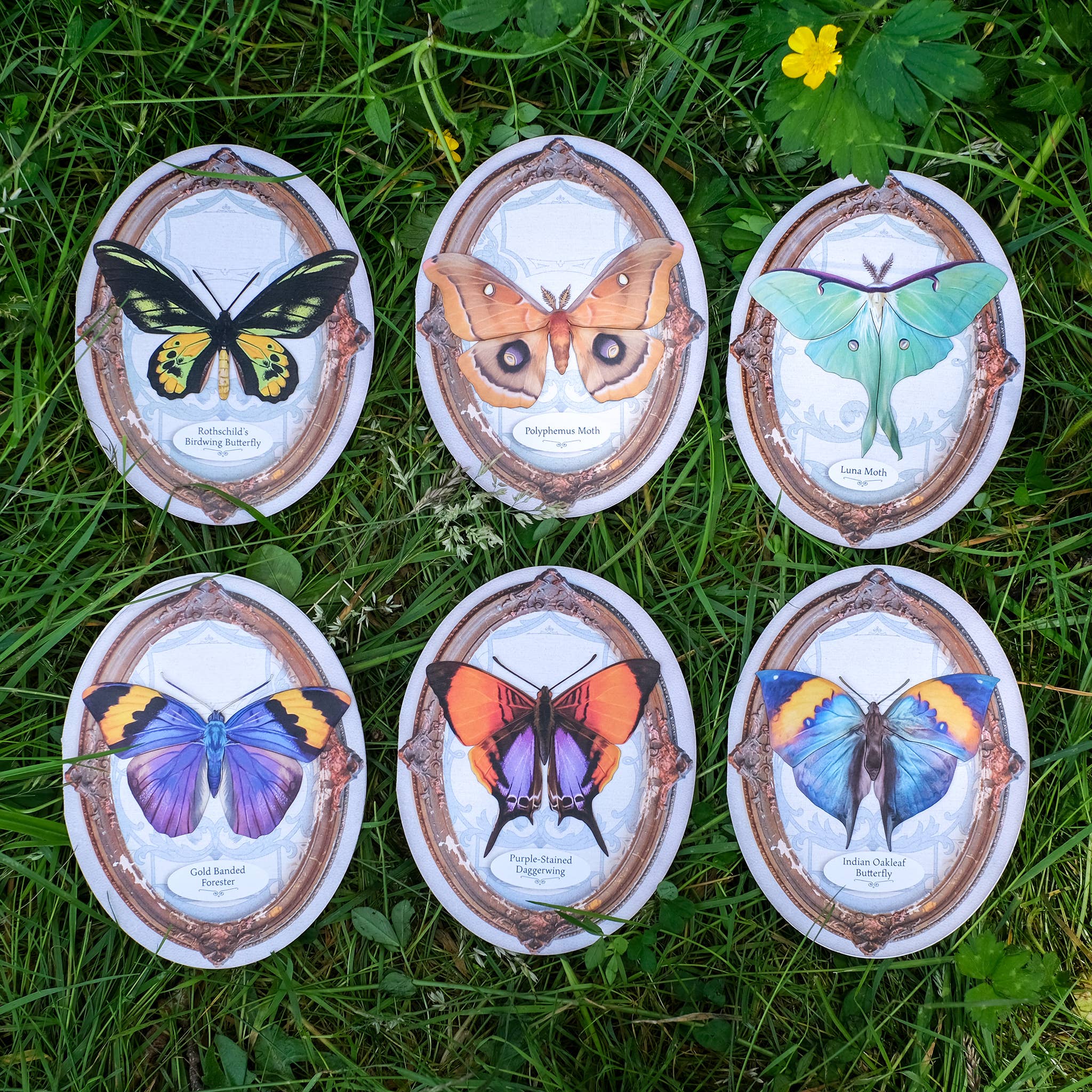 Rothschild's Birdwing Oval Greeting Card