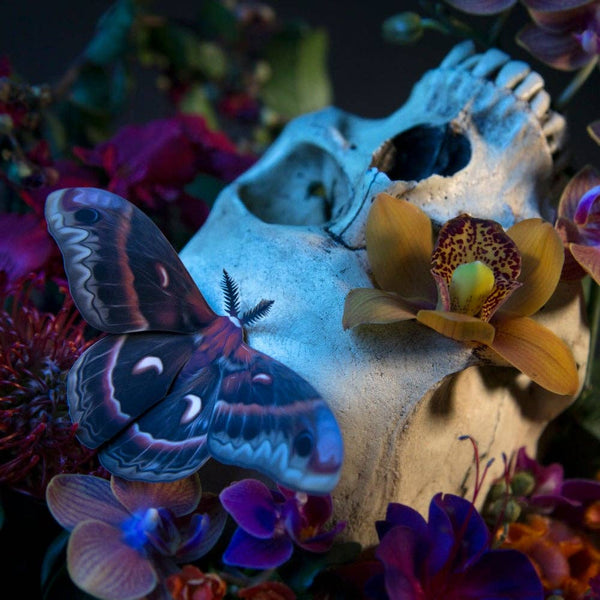 Autumn Cecropia Moth Laser Cut Specimens