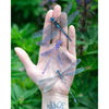 Aerial Dragonfly 3pc Laser Cut Specimens