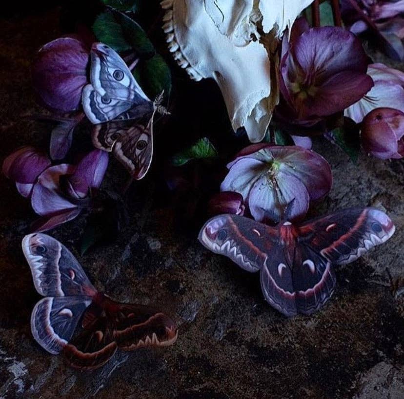 Autumn Cecropia Moth Laser Cut Specimens