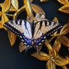 East Coast Butterflies 3pc Laser Cut Specimens
