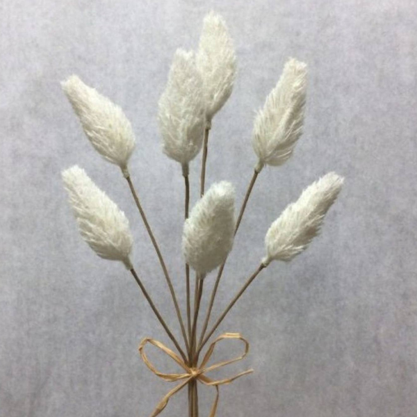 Lot de cueillettes d'amarante crème