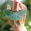 Spring Luna Moth 3pc Laser Cut Specimens
