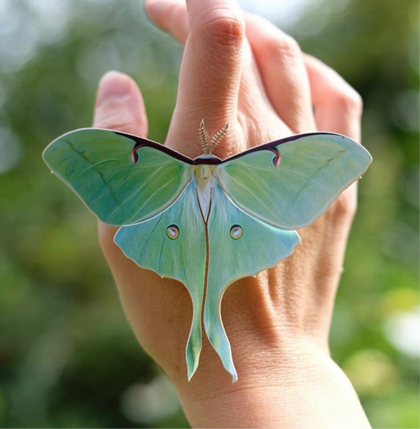 Spring Luna Moth 3pc Laser Cut Specimens