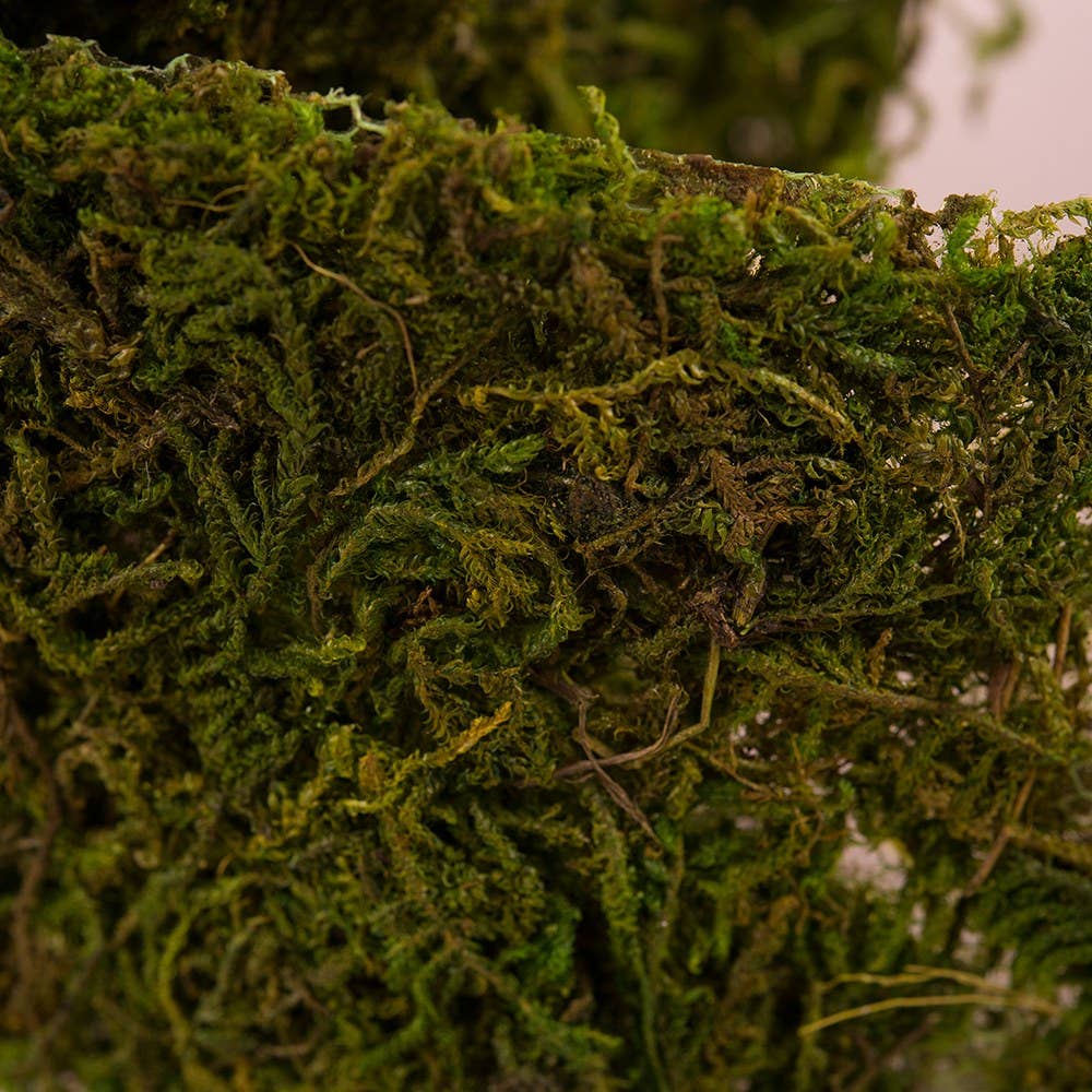 Moss Ribbon Roll