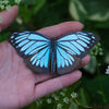 Lupine Butterflies 3pc Laser Cut Specimens