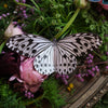 Marble Butterflies 3pc Laser Cut Specimens