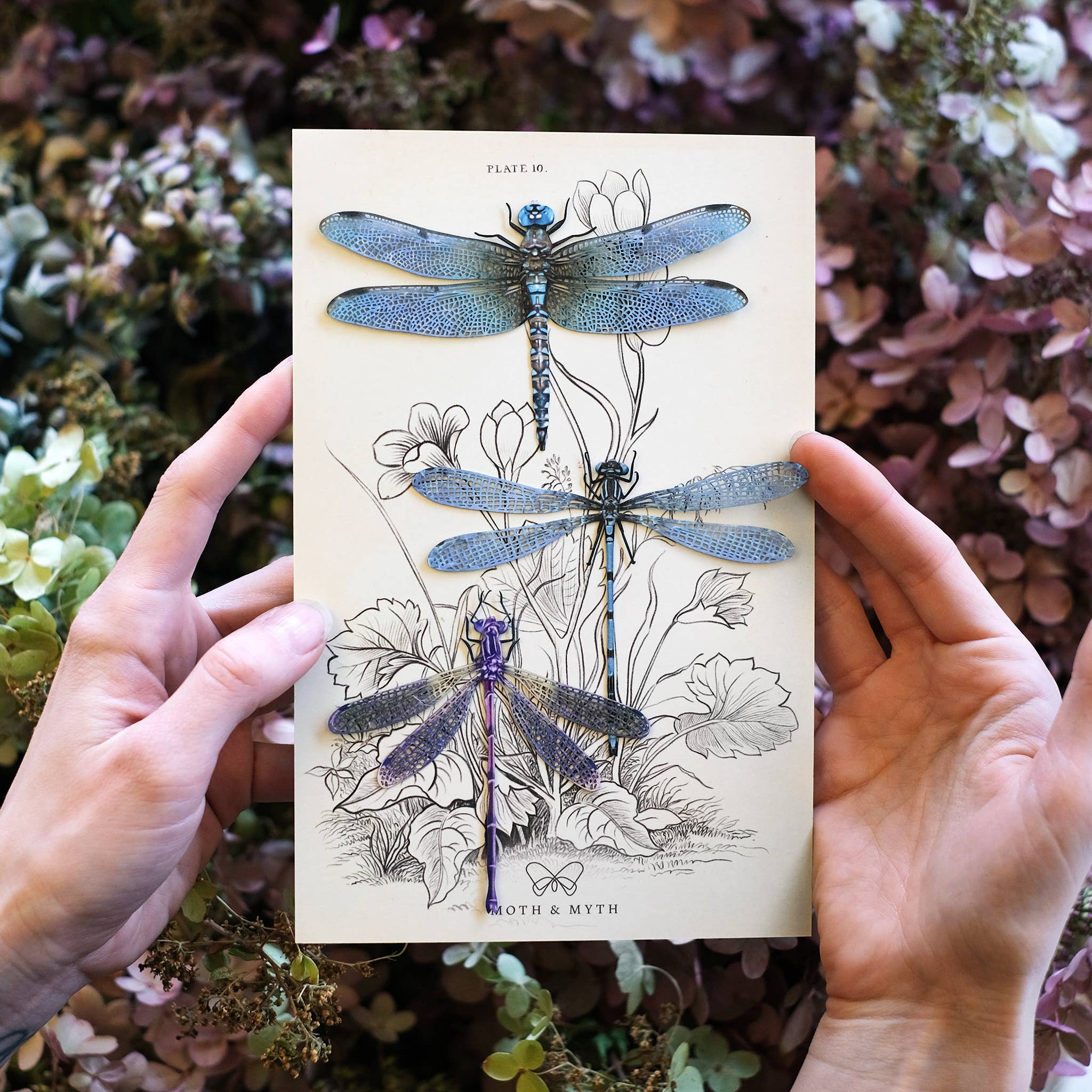 Aerial Dragonfly 3pc Laser Cut Specimens