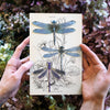 Aerial Dragonfly 3pc Laser Cut Specimens