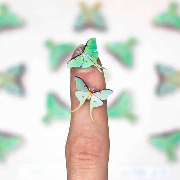 Snowmoon Micro Luna Moth Laser Cut Specimen Collection
