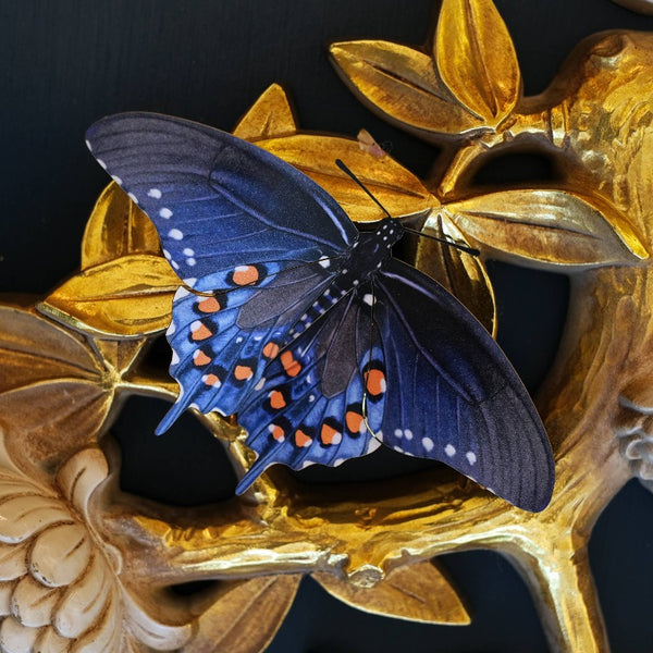 East Coast Butterflies 3pc Laser Cut Specimens