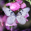 Marble Butterflies 3pc Laser Cut Specimens