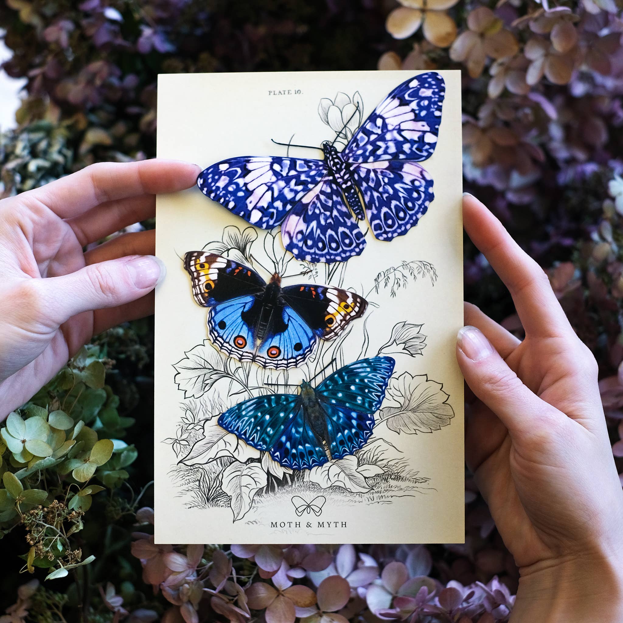 Celestial Butterflies 3pc Laser Cut Specimens