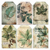 Cabinet Of Curiosities 6x6 Vellum Fussy Cut Pad