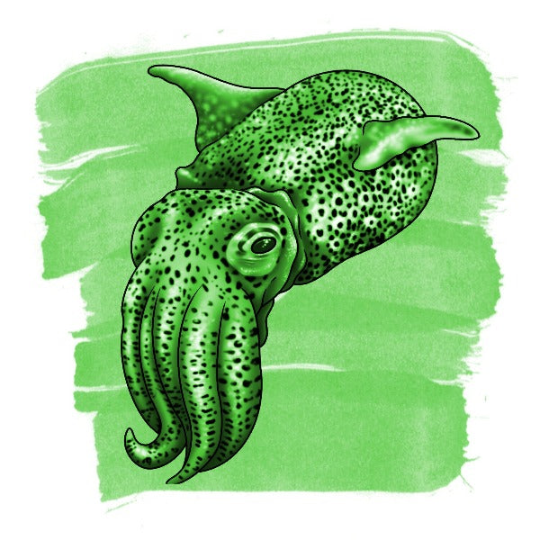 Encre verte de calmar Bobtail