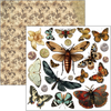 Cabinet Of Curiosities 6x6 Fussy Cut Pad