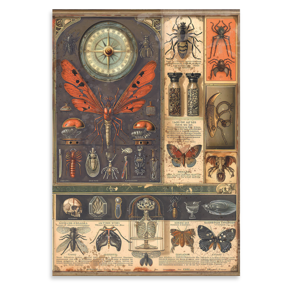 Cabinet of Curiosities A5 Mixed 8pk Rice Paper