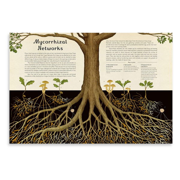 Fungarium | Welcome to the Museum Book Collection