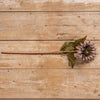 Faded Salmon 27" Tige de tournesol