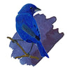 Encre bleue Indigo Bunting