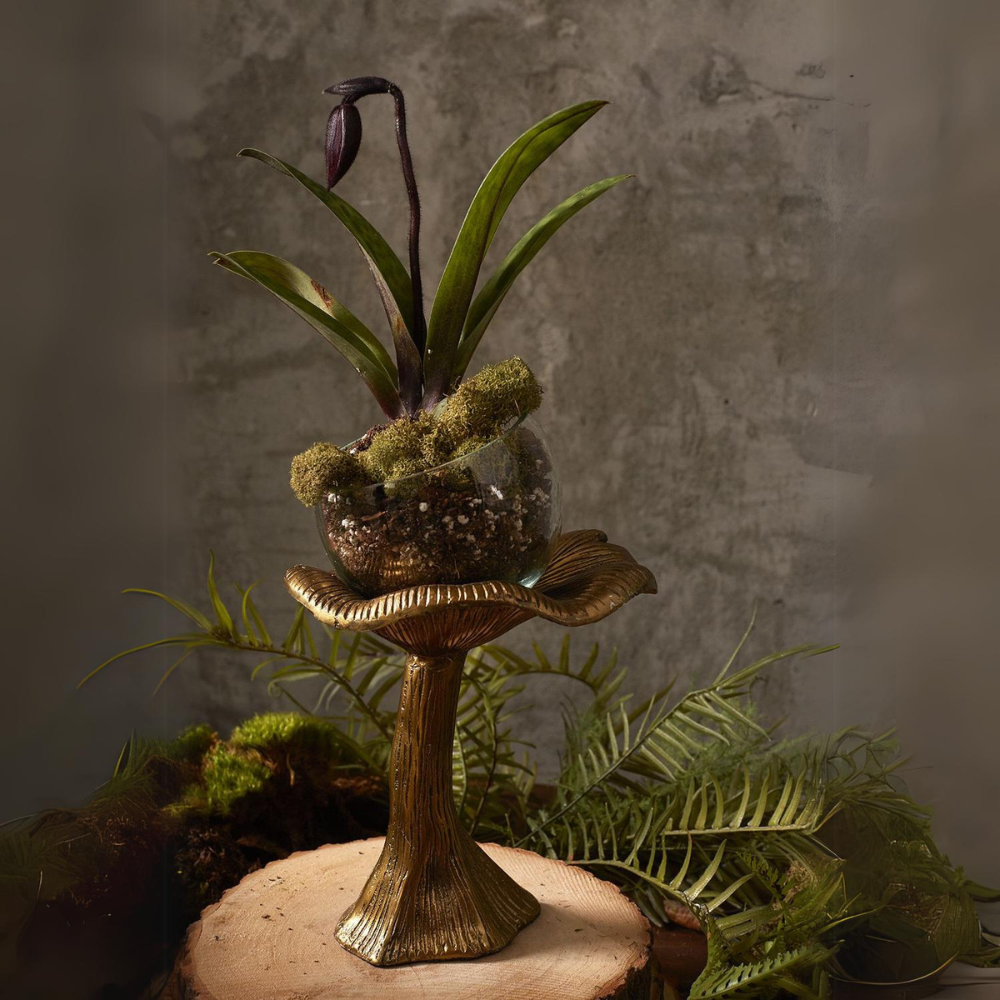 Collection Lichen {plusieurs styles}