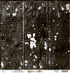 Botany 12x12 Double-Sided Scrapbook Paper | Singles {clearance}