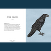 Ornithography by Jessica Roux