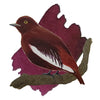 Encre Bordeaux Cotinga Pompadour