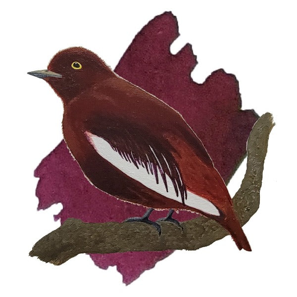 Encre Bordeaux Cotinga Pompadour