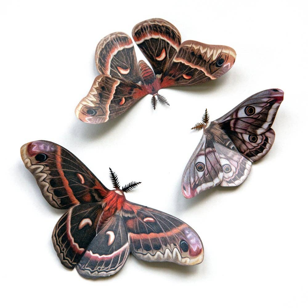 Autumn Cecropia Moth Laser Cut Specimens