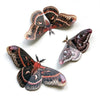 Autumn Cecropia Moth Laser Cut Specimens