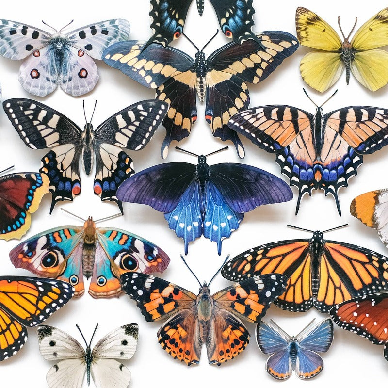 East Coast Butterflies 3pc Laser Cut Specimens