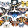 East Coast Butterflies 3pc Laser Cut Specimens
