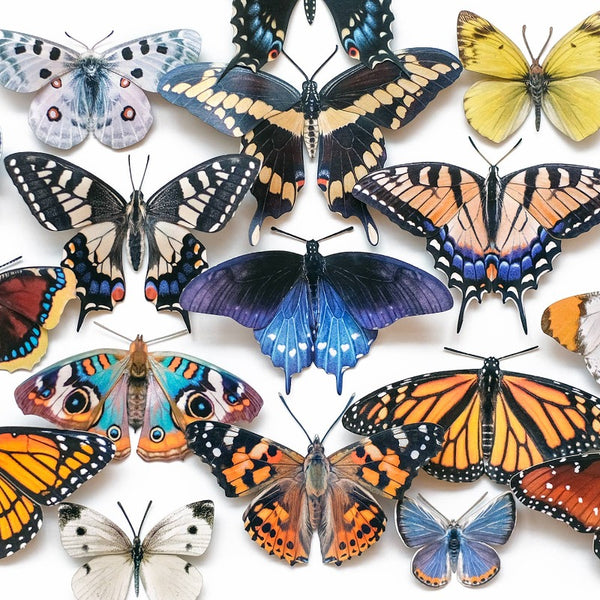 East Coast Butterflies 3pc Laser Cut Specimens