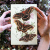Autumn Cecropia Moth Laser Cut Specimens