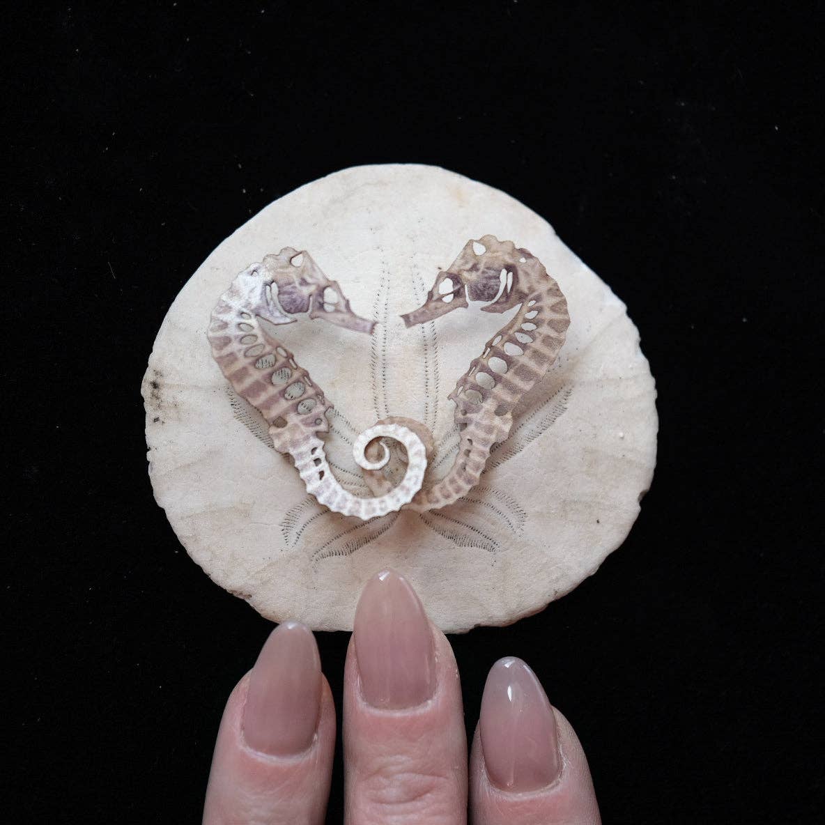 Seafoam Seahorse Skeleton Laser Cut Specimens