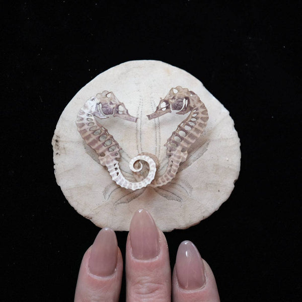 Seafoam Seahorse Skeleton Laser Cut Specimens