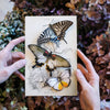 Basra Butterflies 3pc Laser Cut Specimens