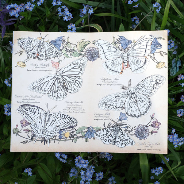 North American Insects Coloring Kit