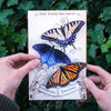 East Coast Butterflies 3pc Laser Cut Specimens