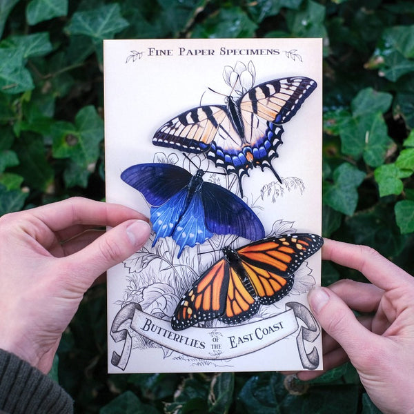 East Coast Butterflies 3pc Laser Cut Specimens