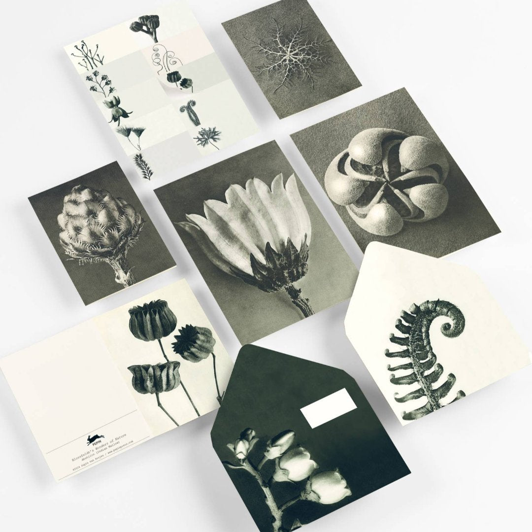 Wonders of Nature {Blossfeldt} Correspondence Set {clearance}