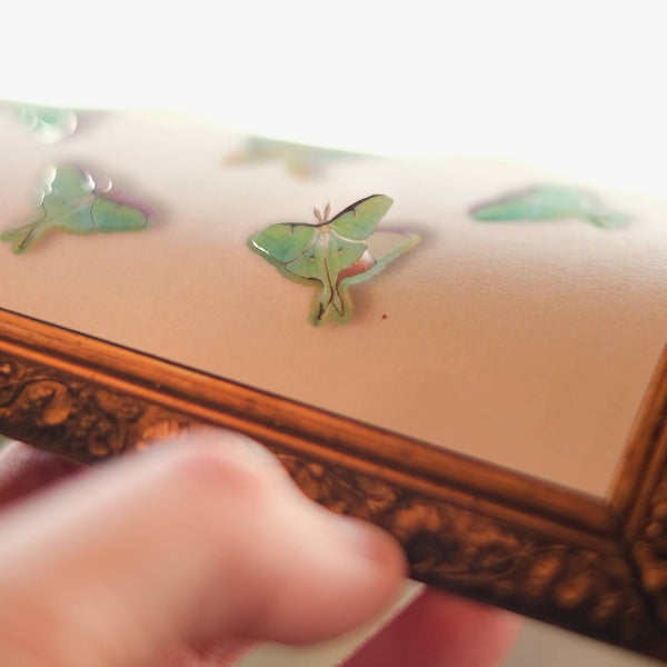 Snowmoon Micro Luna Moth Laser Cut Specimen Collection