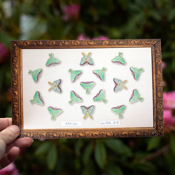 Snowmoon Micro Luna Moth Laser Cut Specimen Collection