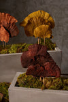 Tiges de champignons éponge {plusieurs couleurs}